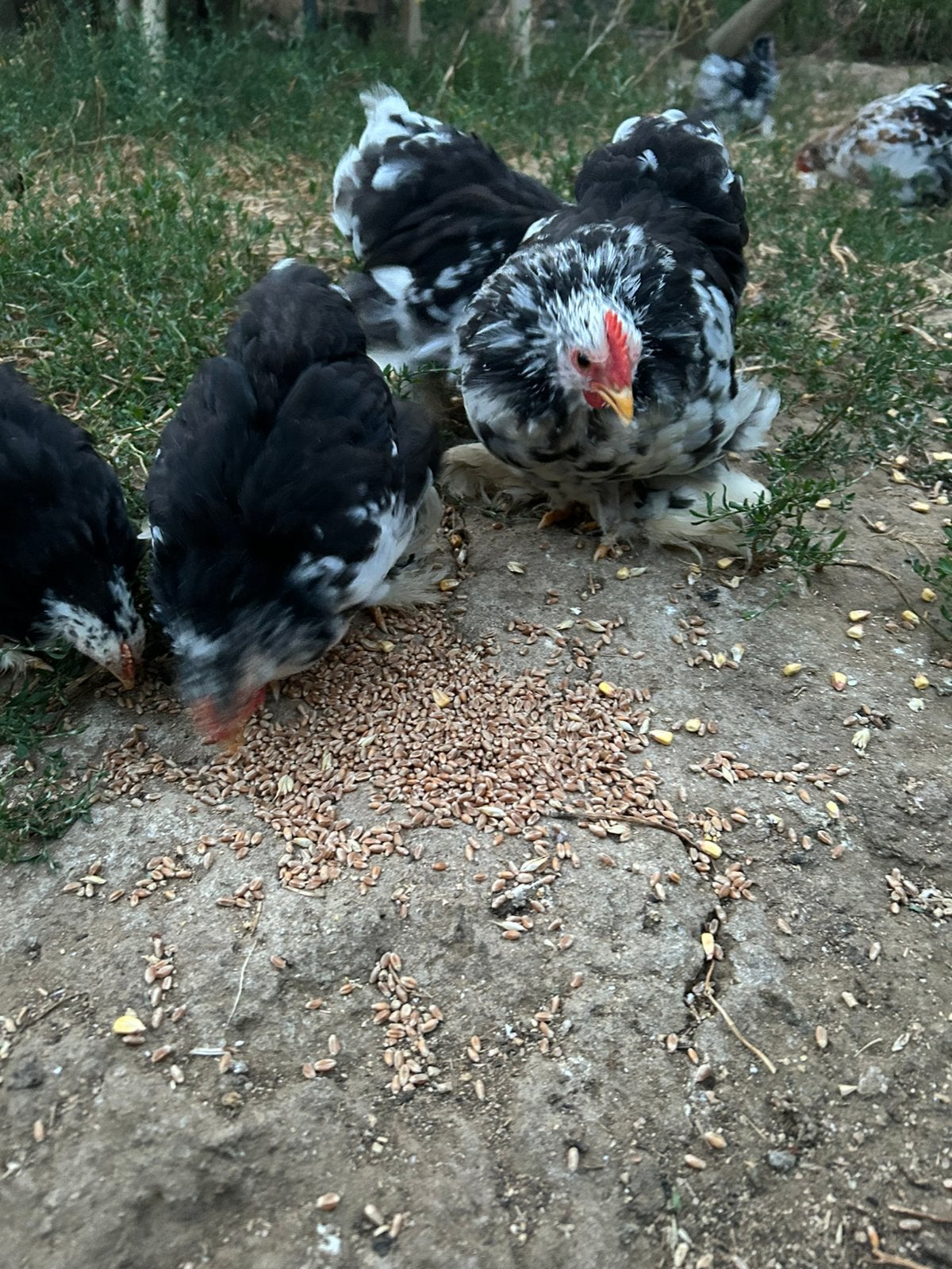 Cochin kriel haantjes, Dieren en Toebehoren, Pluimvee