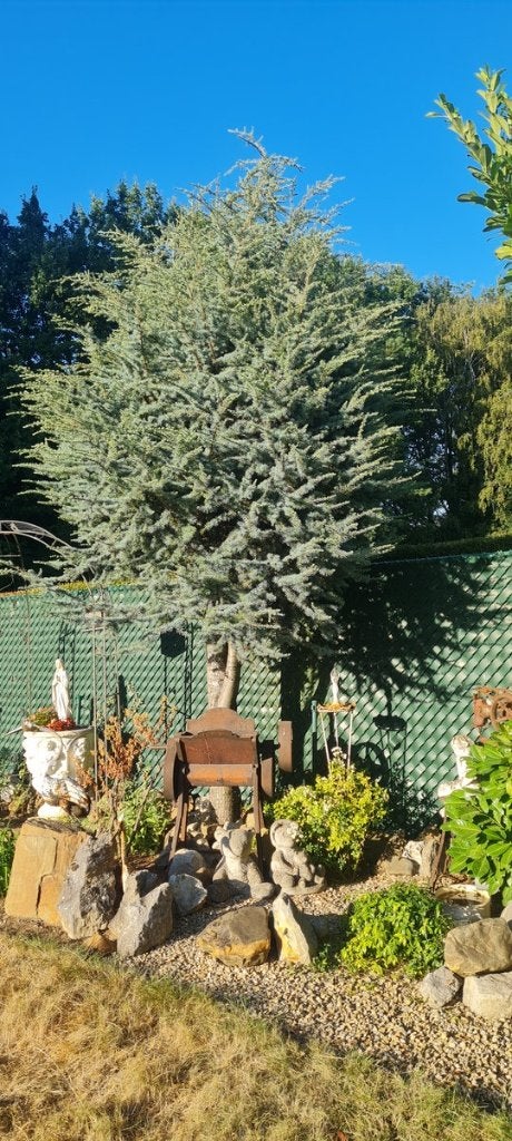 Gratis Blauwe Spar, Tuin en Terras, Ophalen, Bloeit niet, Overige soorten, 400 cm of meer