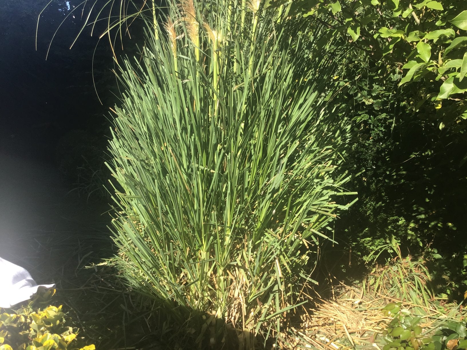 Plantes extérieures, Ophalen