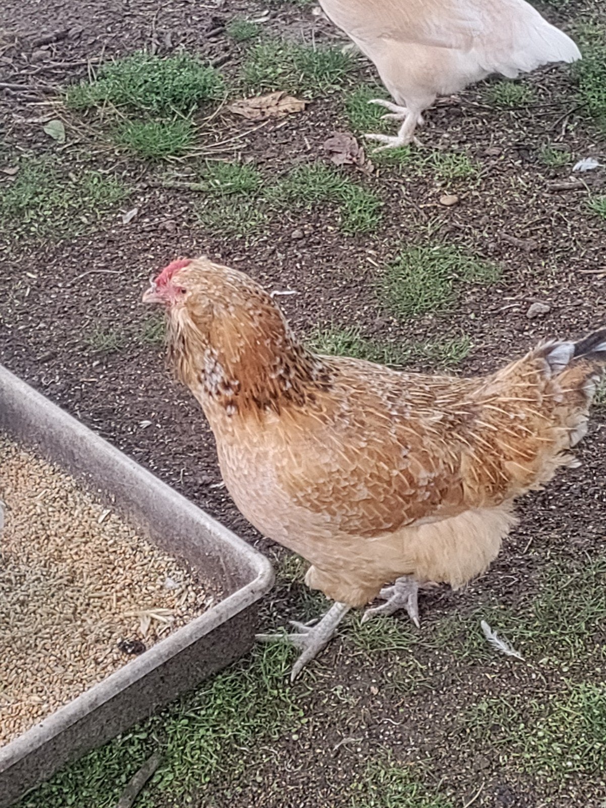 Zanghanen Hennen, Dieren en Toebehoren, Pluimvee