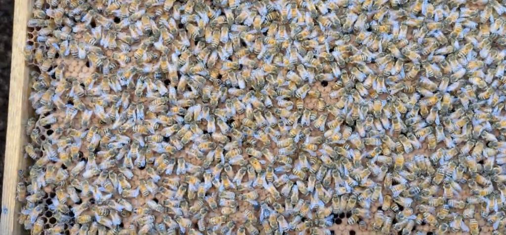 buckfast 6 ramer, Bijen