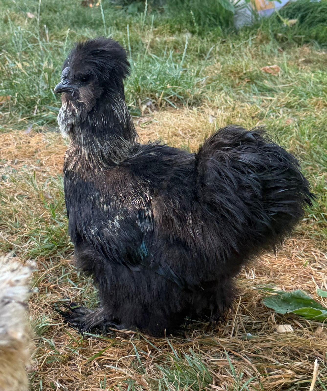 Zijdehoentje haantje, Dieren en Toebehoren, Pluimvee, Mannelijk, Kip