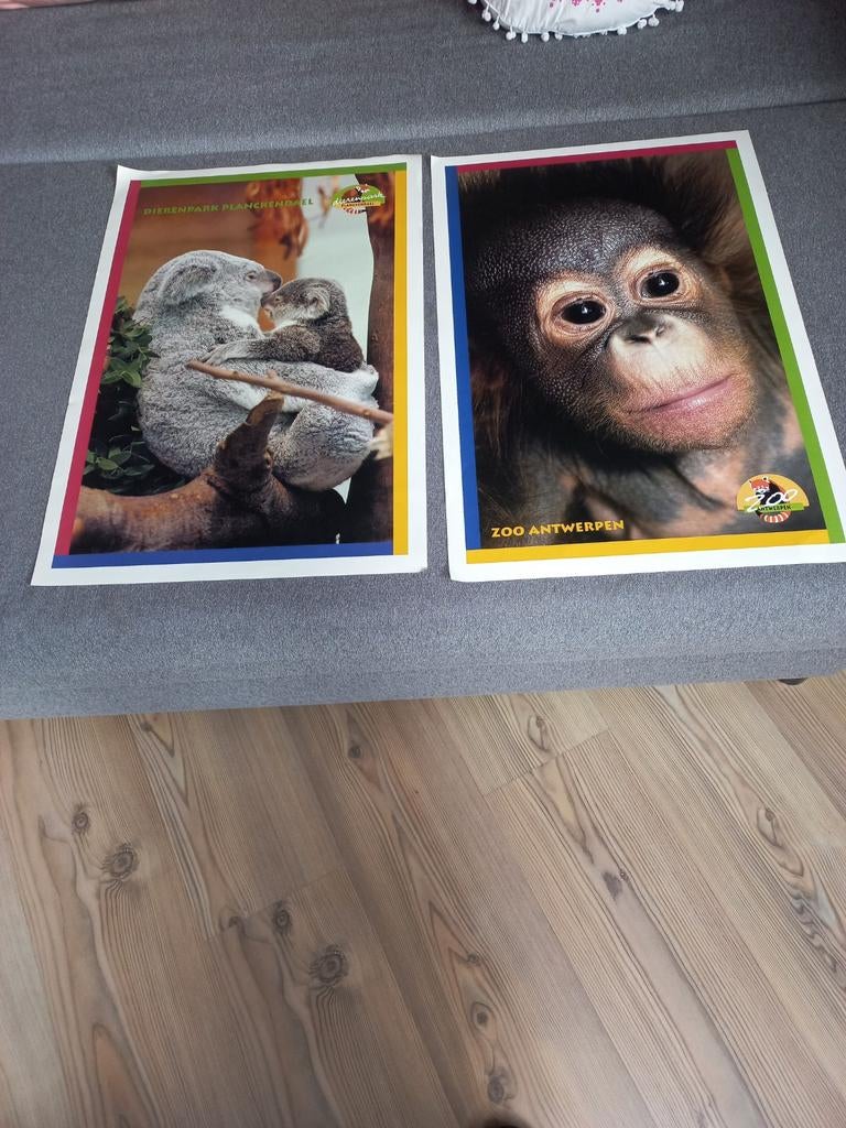 Zoo Antwerpen en Planckendael posters, Enlèvement, Comme neuf, Rectangulaire vertical, Animal et Nature