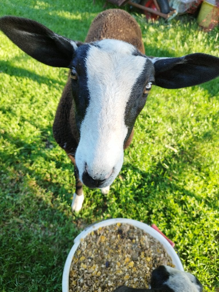 Zwartbles ram, Animaux & Accessoires, Mâle, Mouton, 0 à 2 ans