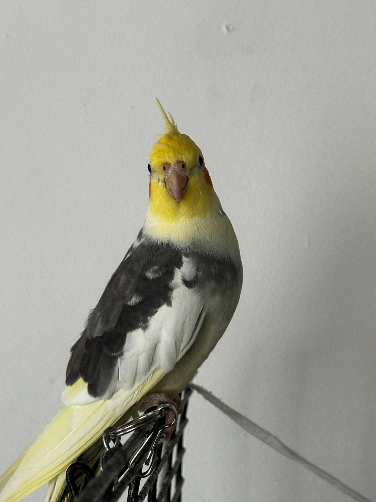 Valparkiet manneke  14 maanden oud, Dieren en Toebehoren, Vogels | Kanaries