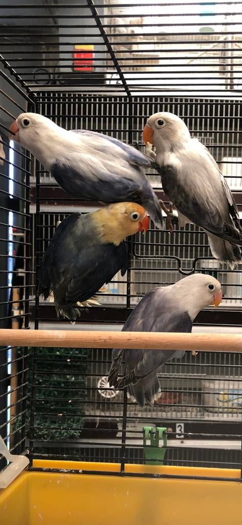 Opalin  fischeries, Dieren en Toebehoren, Vogels | Parkieten en Papegaaien
