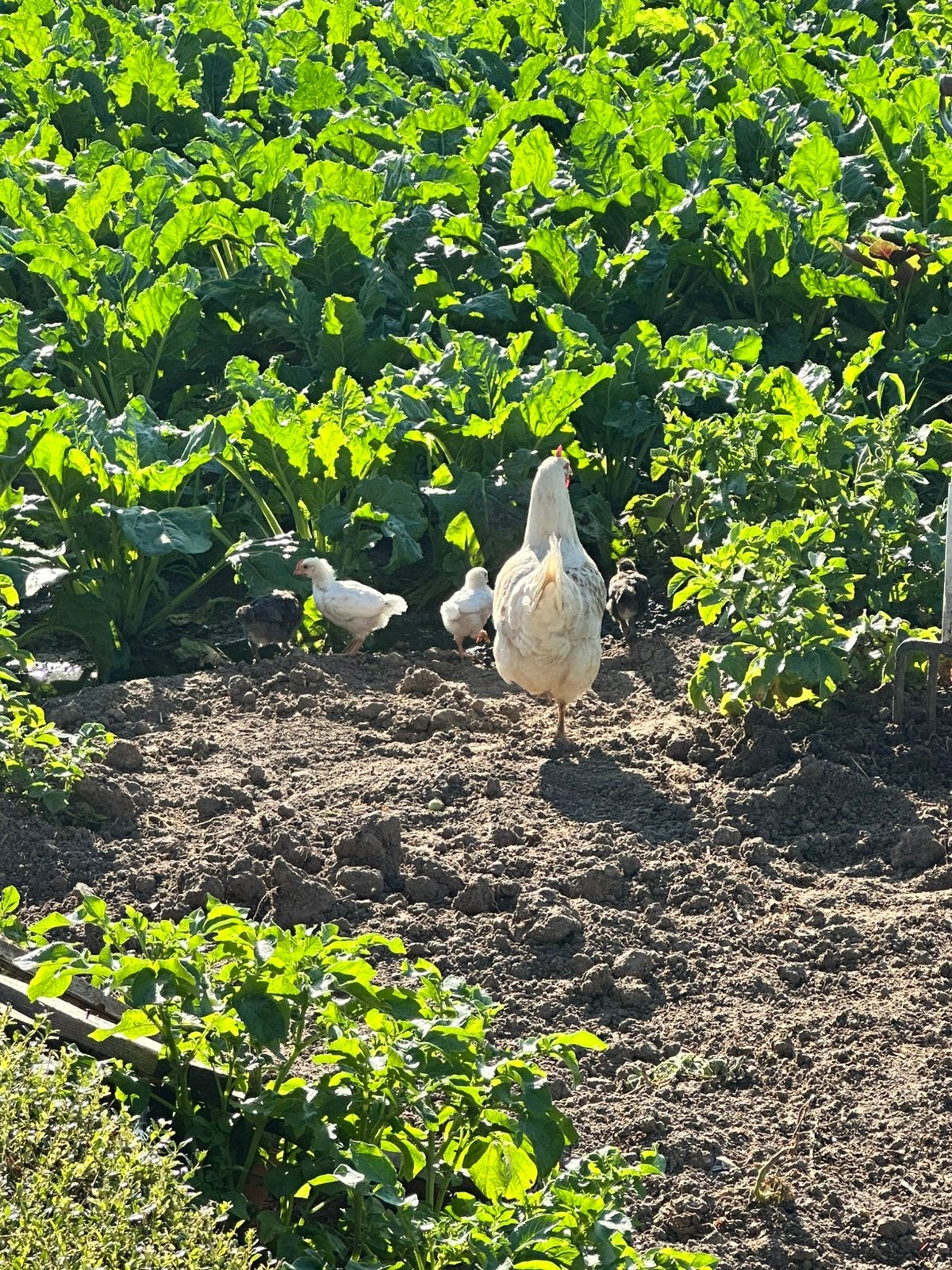 Kip met 8 kuikens, Dieren en Toebehoren, Ophalen