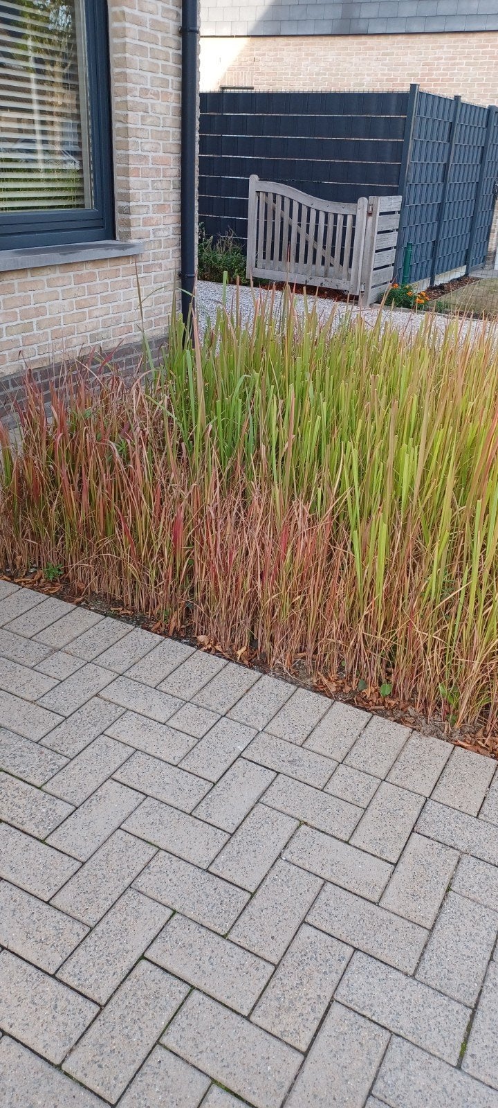 siergrassen red baron, met 1 groene ertussen.Weg wegens rugk, Tuin en Terras, Ophalen, Siergrassen