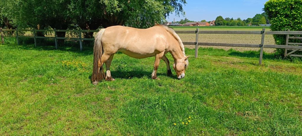 Mooie fjordmerrie, Dieren en Toebehoren, Pony's, Merrie, D pony (1.37m tot 1.48m), Recreatiepony, 7 tot 10 jaar, Met stamboom