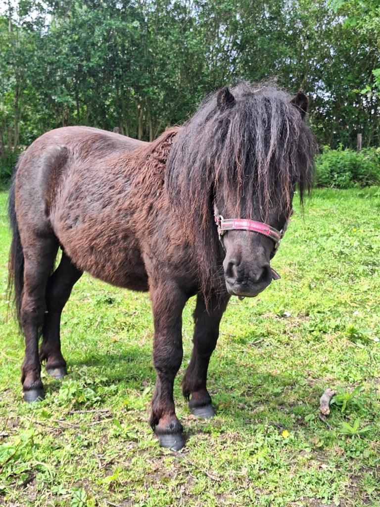 Shetlandpony, Dieren en Toebehoren, Gechipt