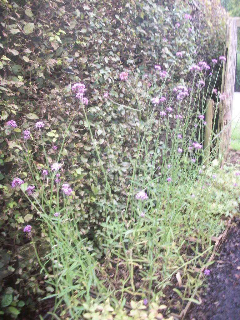 Verbena Bonariensis een bijen en vlinder magneet, Tuin en Terras, Volle zon, Vaste plant, Zomer, Ophalen