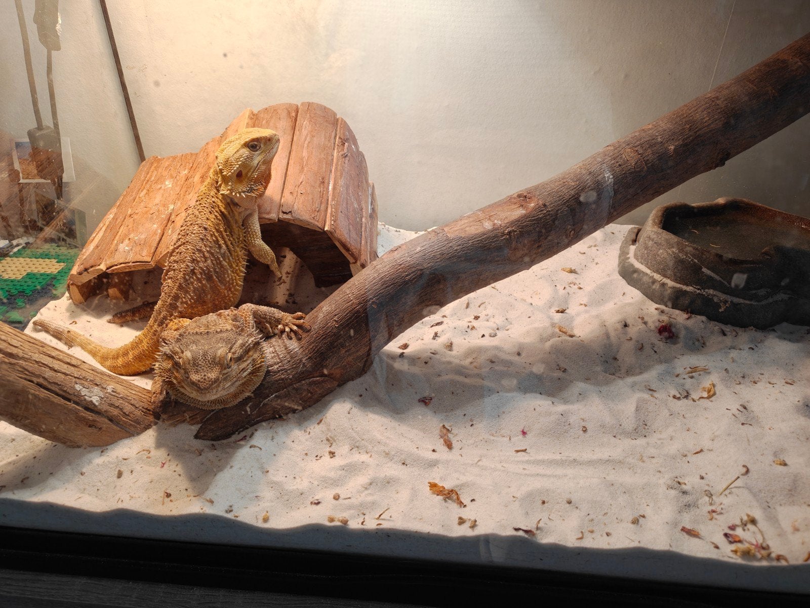 Koppel baardagamen, Avec terrarium