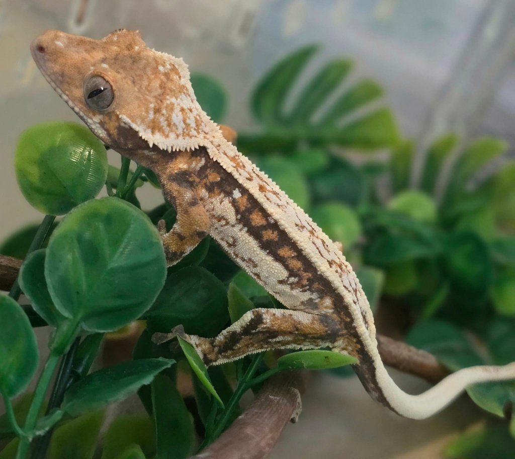 Emptyback Tricolor Whitewall wimpergekko vrouw, Animaux & Accessoires, Reptiles & Amphibiens, Lézard, Domestique, 0 à 2 ans