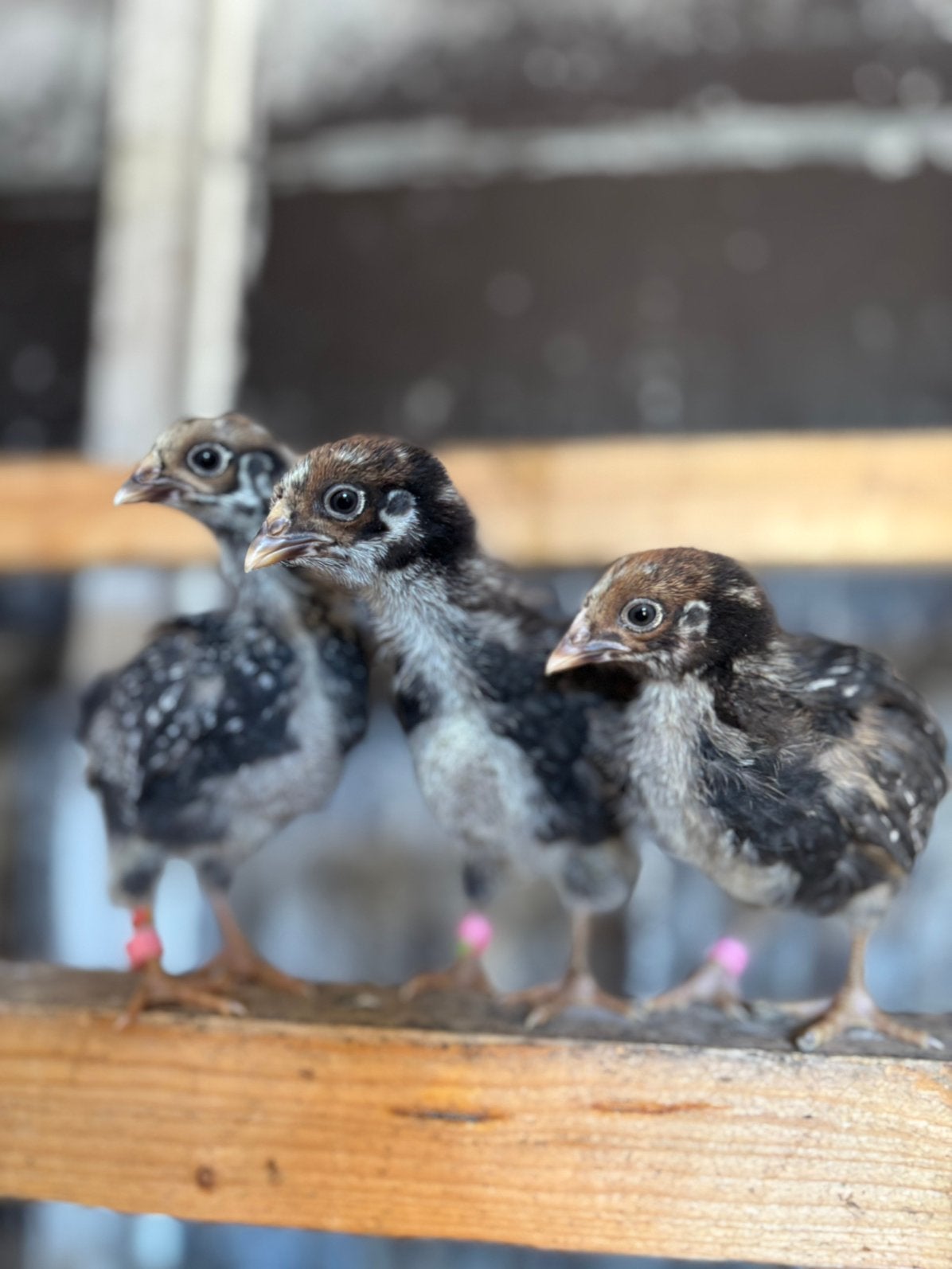 Barnevelder zilverzwart dubbelgezoomd kuikens, Dieren en Toebehoren, Geslacht onbekend