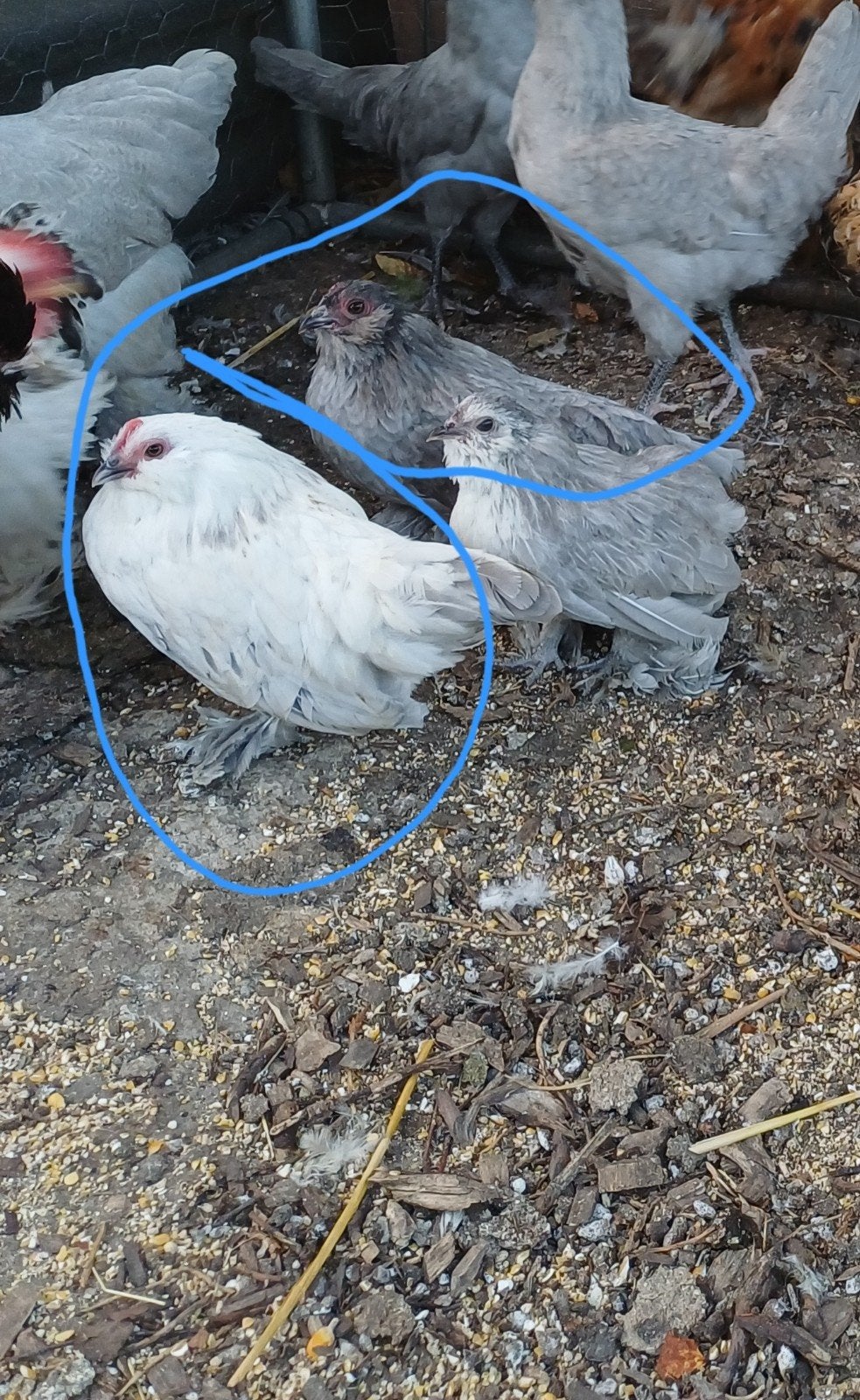 ukkelse baardkriel en sabelpoot, Dieren en Toebehoren, Pluimvee, Vrouwelijk, Kip