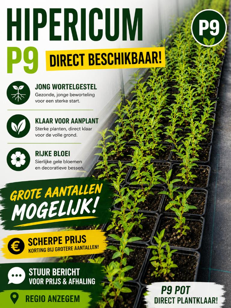 Hipericum, Jardin & Terrasse, Plantes | Jardin, Plein soleil, Enlèvement, Plante fixe, Été