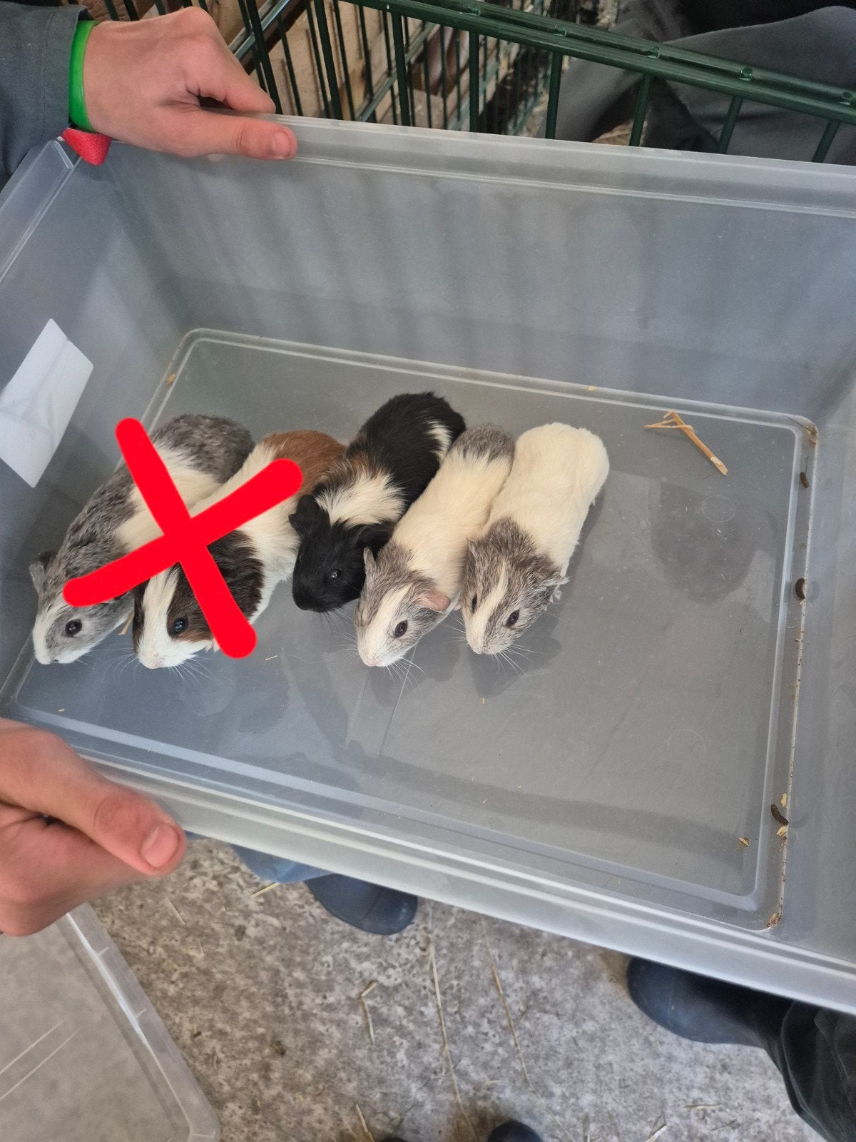 3 cavia beertjes, Animaux & Accessoires, Rongeurs, Mars, Mâle, Cobaye