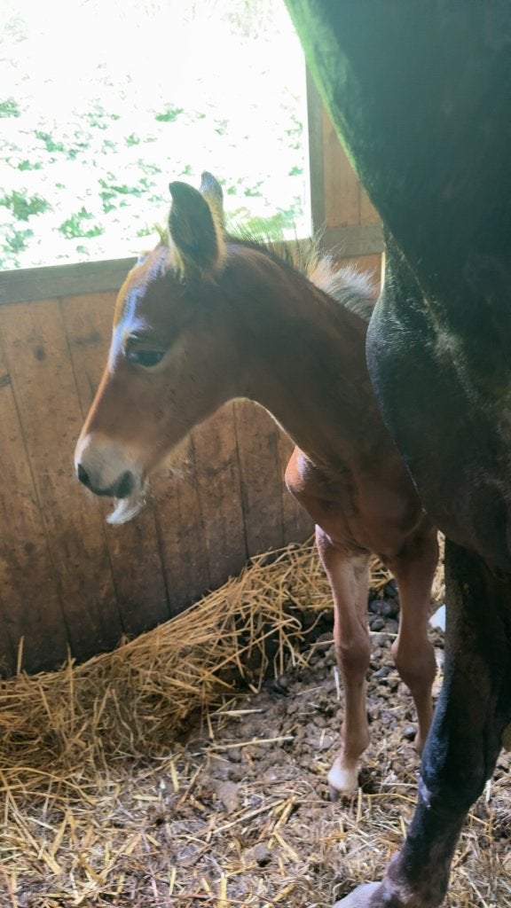 Mooi hengstenveulen, 165 à 170 cm, Avec pedigree, 0 à 2 ans, Cheval de saut