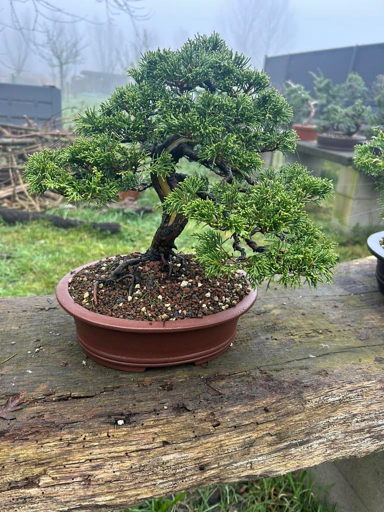 Itoigawa bonsai, Ophalen