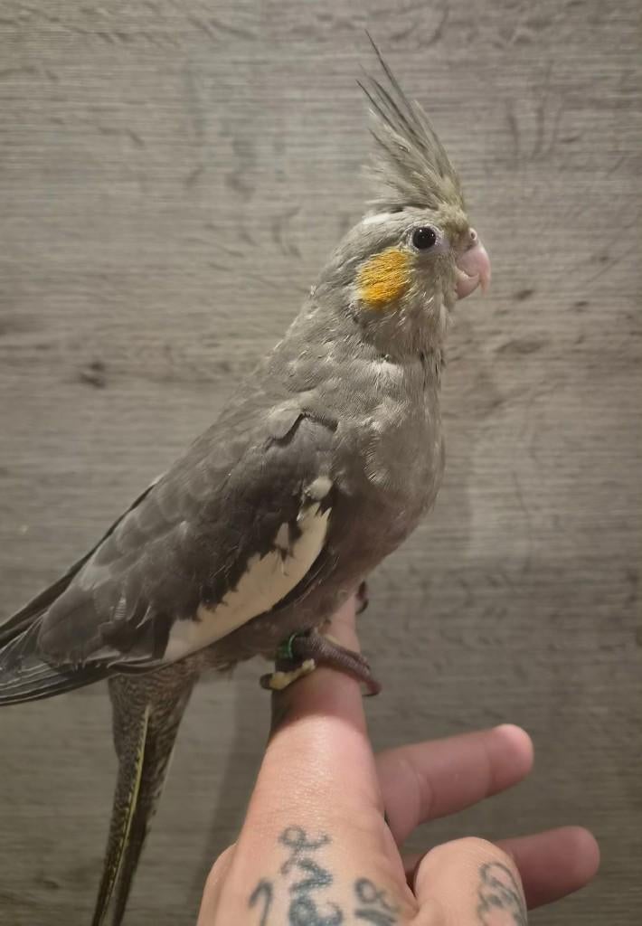 Jonge handtamme EAM valkparkiet met DNA certificaat, Dieren en Toebehoren, Vrouwelijk, Parkiet, Geringd