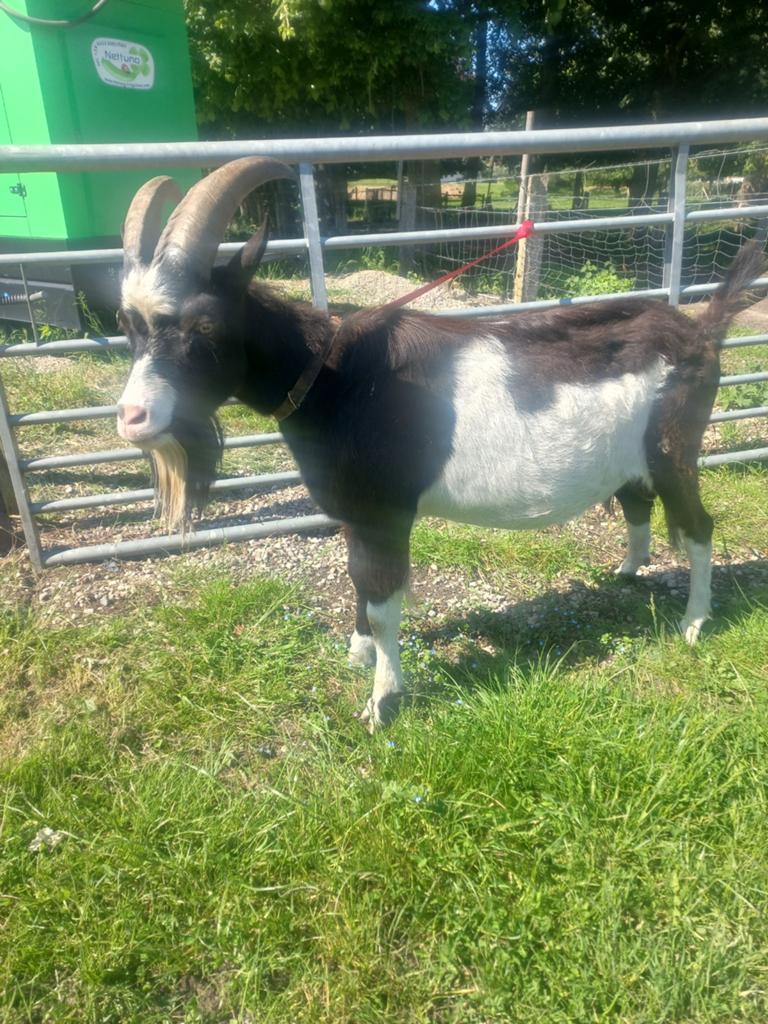 Bonte bok, Dieren en Toebehoren, Schapen, Geiten en Varkens, Mannelijk, Geit