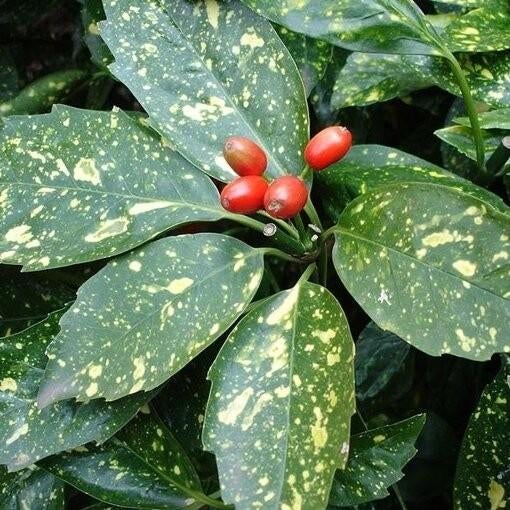 Aucuba japonica - Japanse broodboom, Jardin & Terrasse, Plantes | Arbustes & Haies, Enlèvement, Autres espèces, Arbuste, Moins de 100 cm