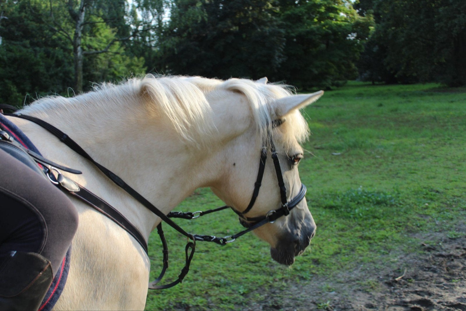 verzorger voor d-pony gezocht, Dieren en Toebehoren, Merrie, D pony (1.37m tot 1.48m), Recreatiepony, 11 jaar of ouder
