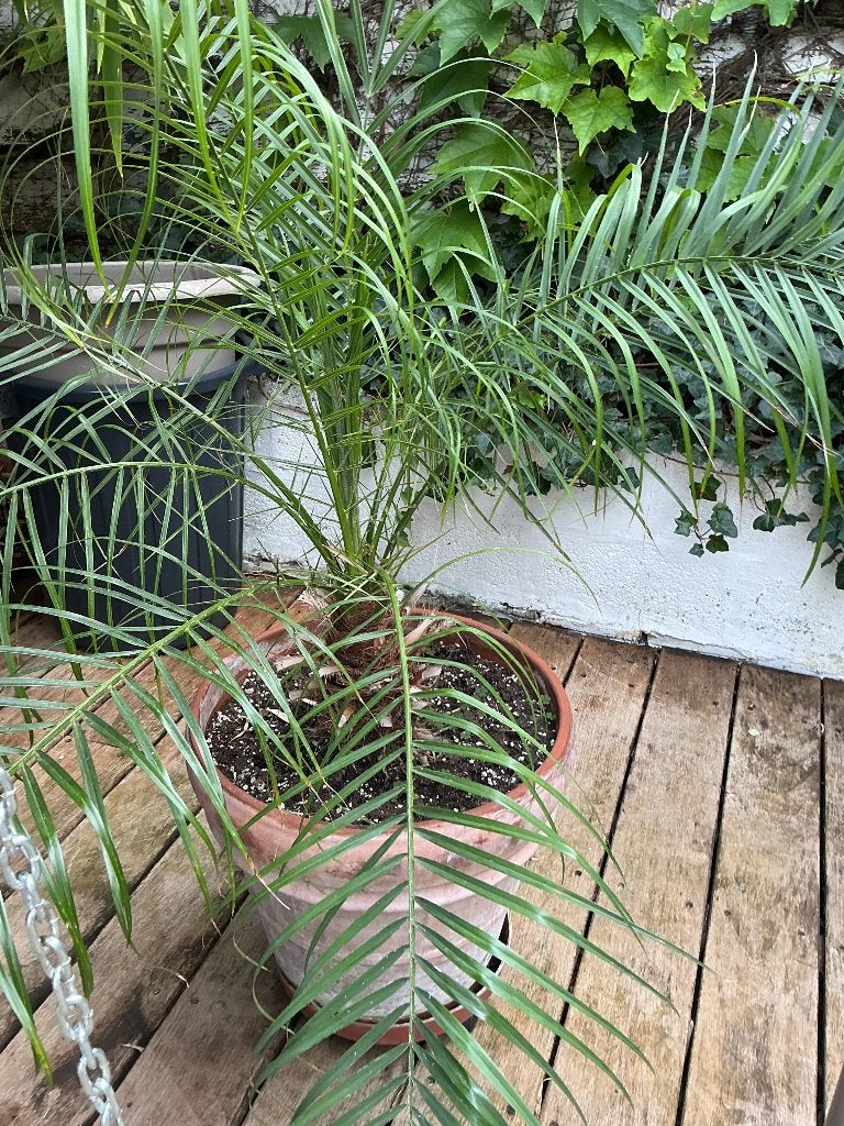 Palmier Phœnix, Jardin & Terrasse, En pot, Enlèvement, Ombre partielle, Palmier