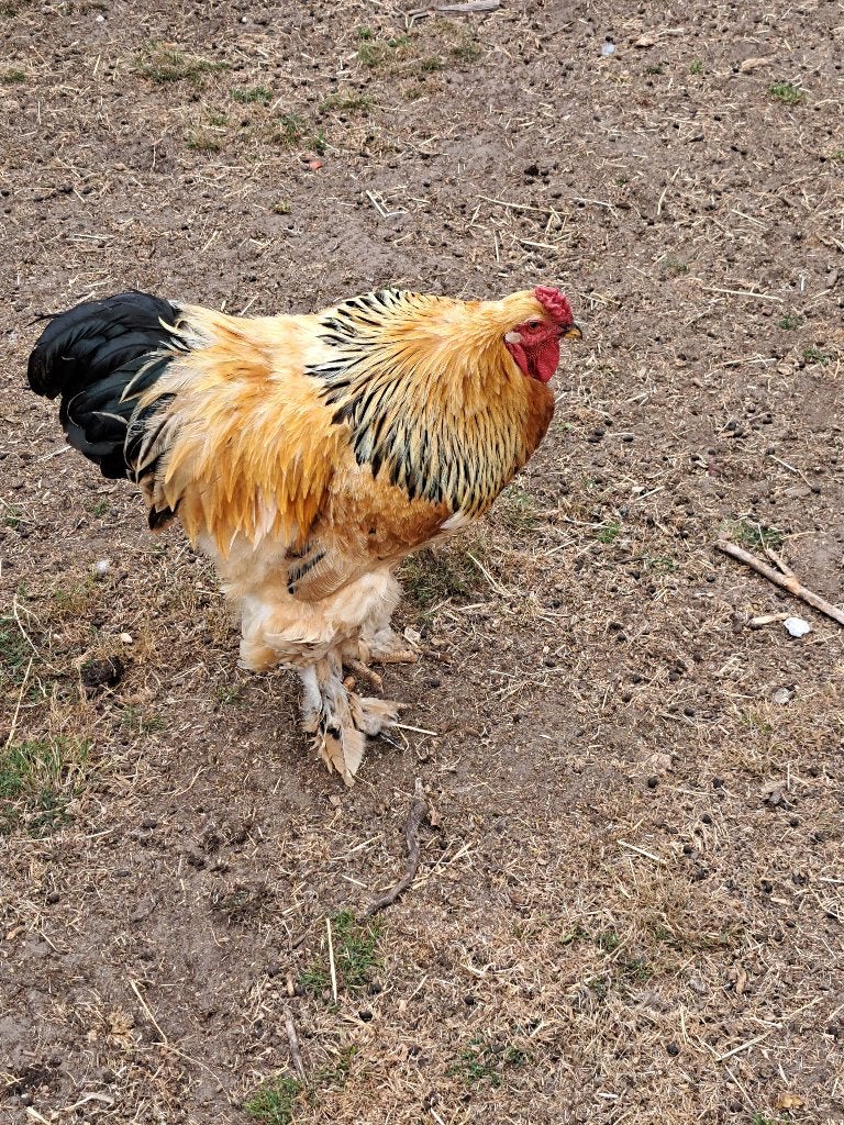Brahma kippen, Dieren en Toebehoren, Meerdere dieren, Kip
