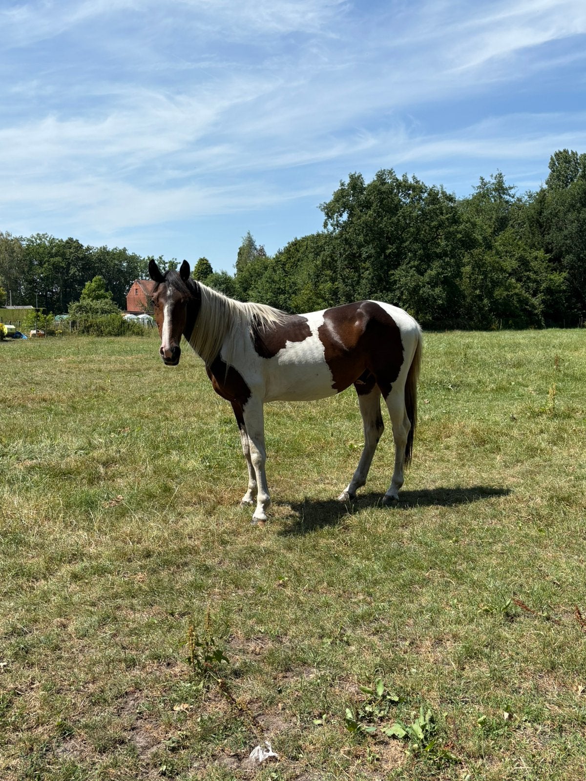 2 jarige hengsten vader dancing hero s, 160 à 165 cm, Étalon, 0 à 2 ans, Avec pedigree