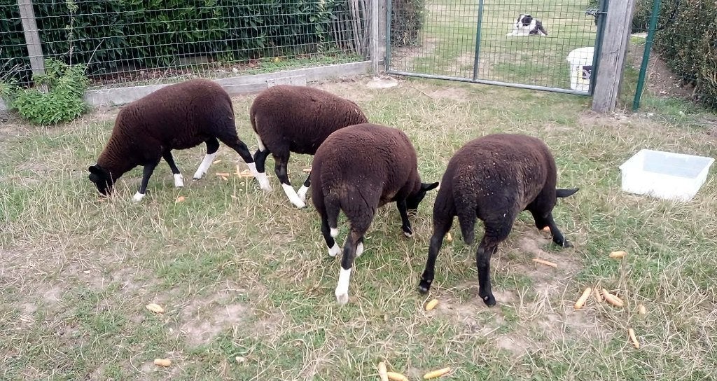 4 agneaux et brebis Zwartbles — nés les 3 et 9 mars 2026, Femelle, Mouton, 0 à 2 ans