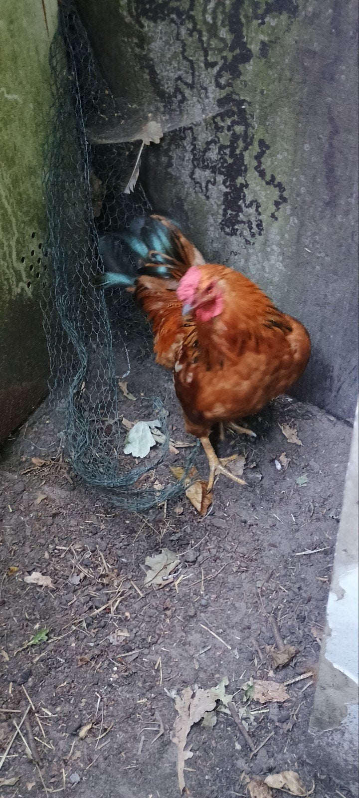 Haan van 1 jaar oud te geef, Dieren en Toebehoren, Mannelijk, Kip