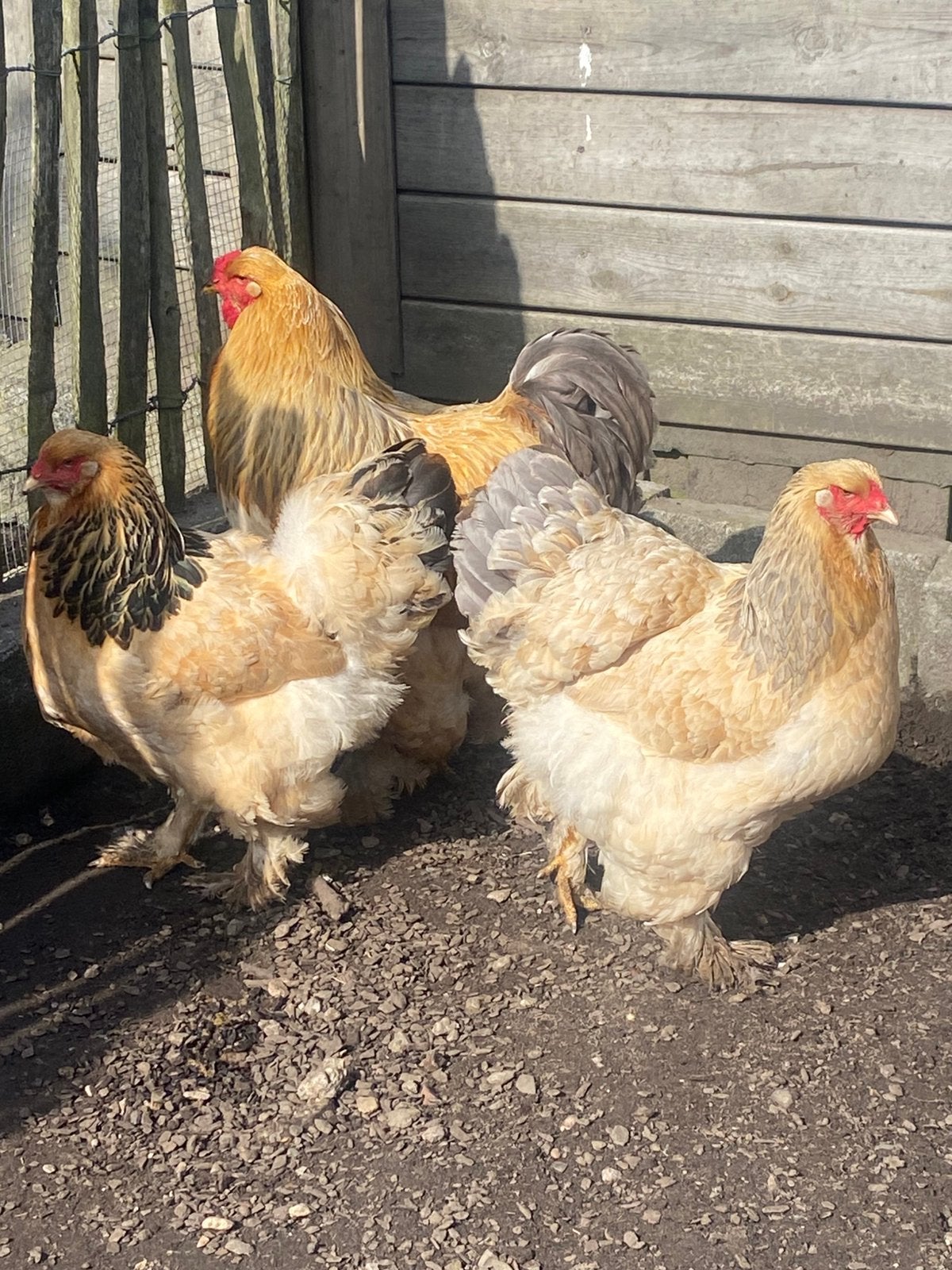 Brahma buff blauw getekend en zwart getekend, Dieren en Toebehoren, Meerdere dieren, Kip