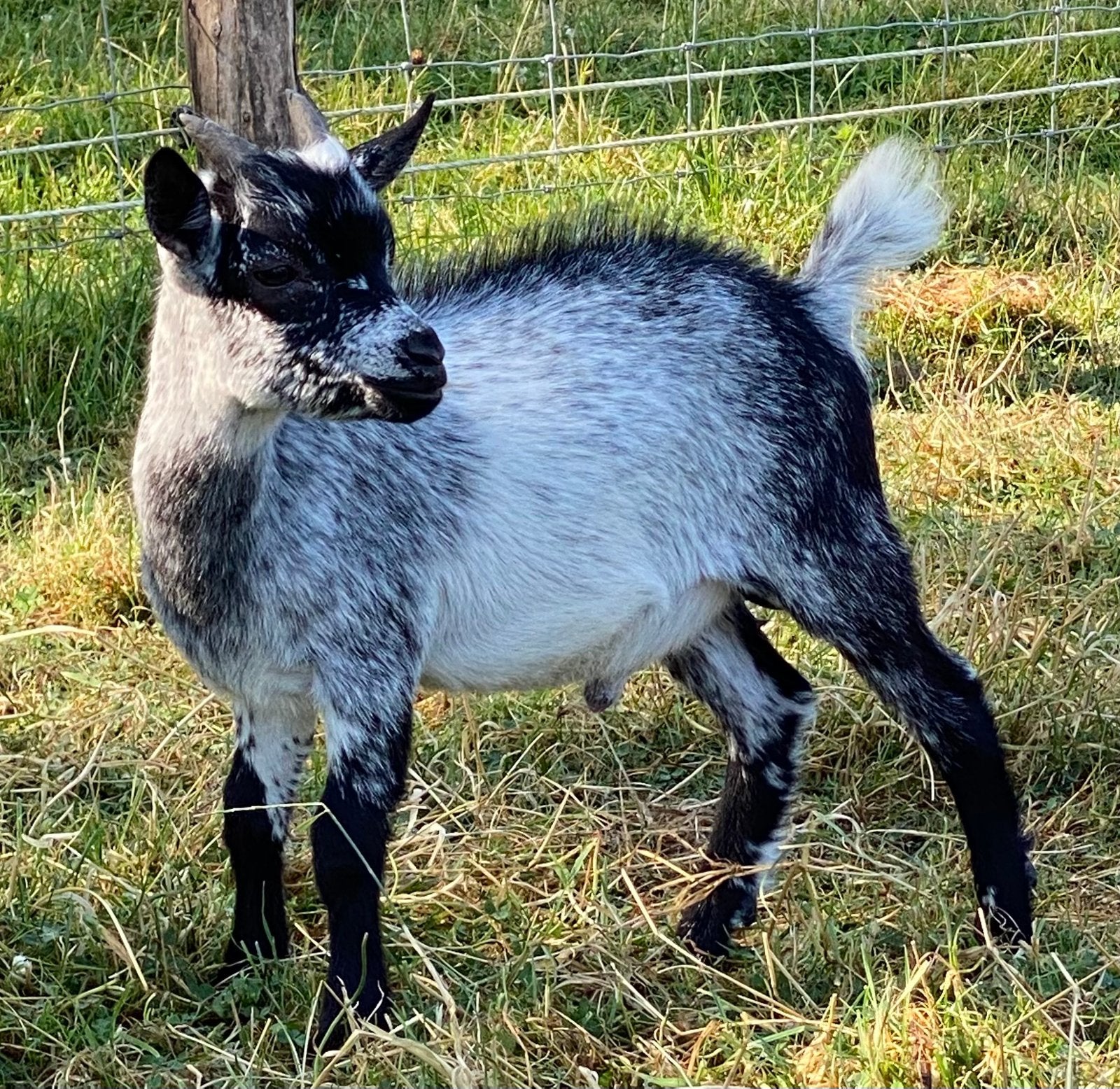 Gehermineerd dwerggeit bokje, Animaux & Accessoires, Moutons, Chèvres & Cochons