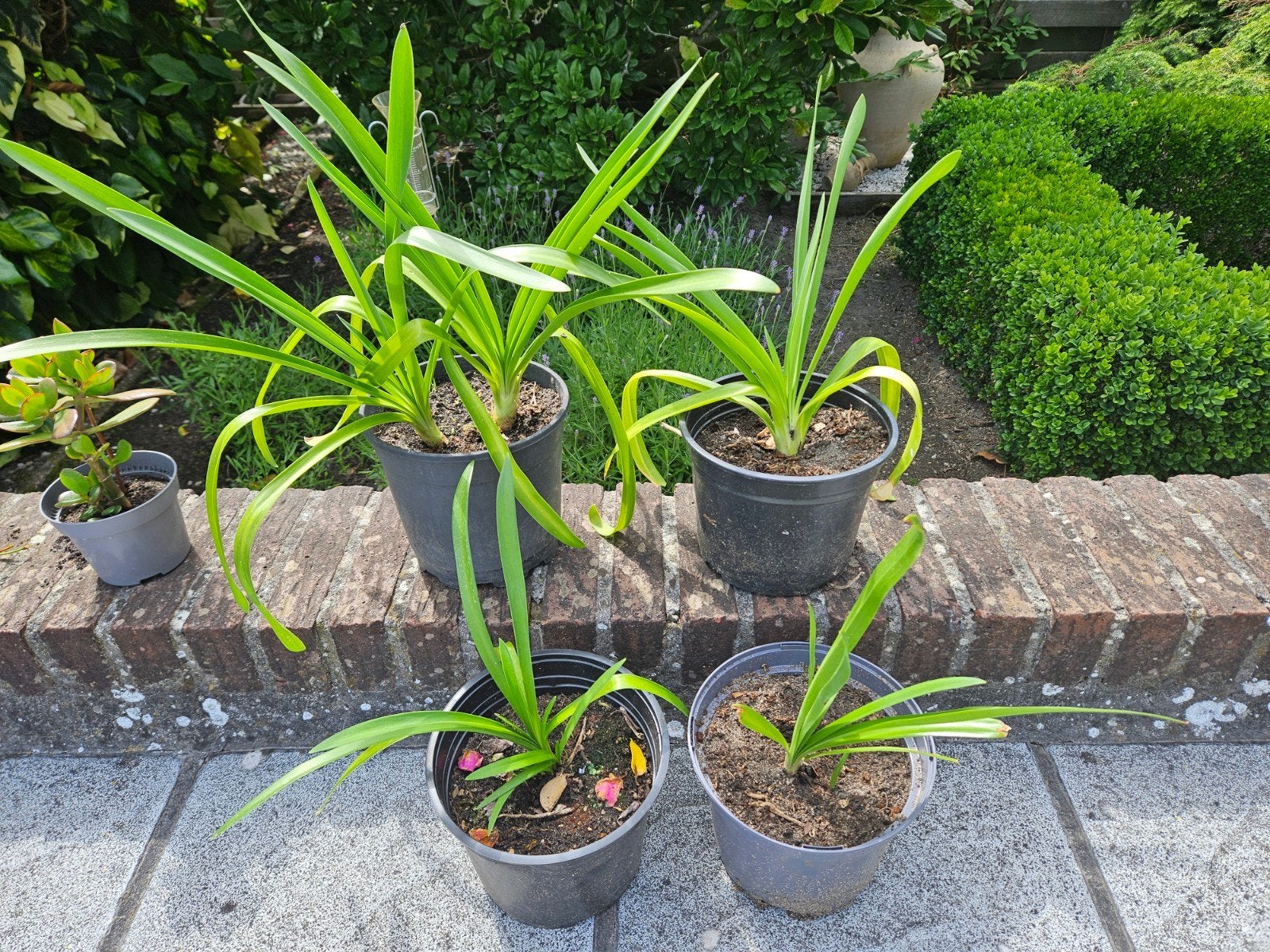 Mooie agapanthus plantjes, Afrikaanse lelie, wit, Ophalen
