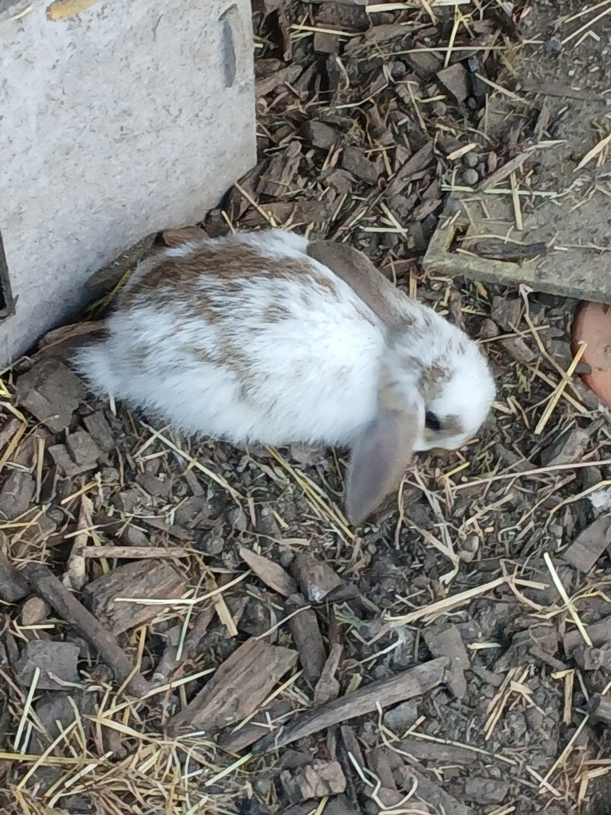 Dwerg hangoor, Dieren en Toebehoren, Mannelijk, Klein, Hangoor, 0 tot 2 jaar