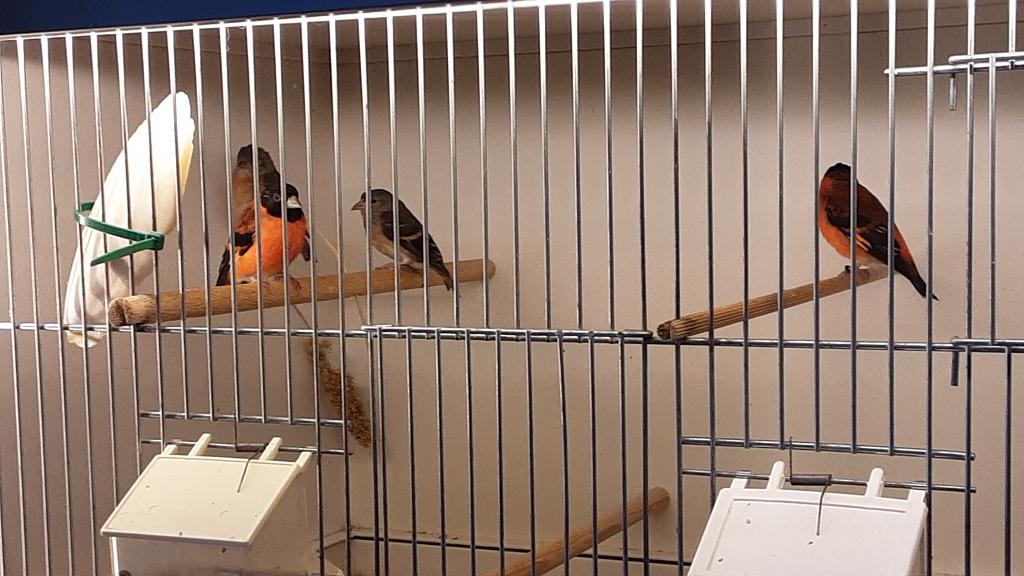 Kapoetsensijs, Dieren en Toebehoren, Tropenvogel