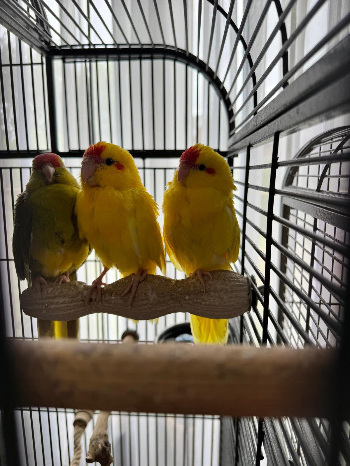 Te koop kakarikis, Animaux & Accessoires, Oiseaux | Perruches & Perroquets