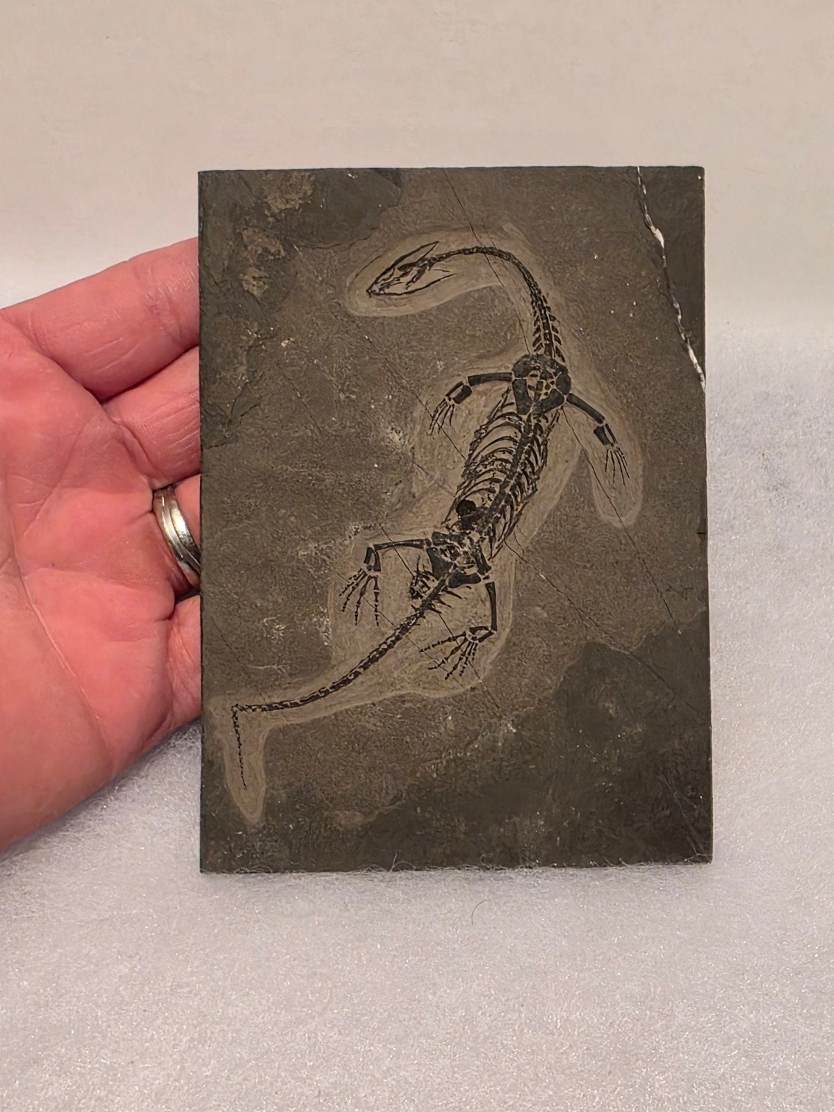 Mooie keichosaurus fossiel uit China 13 cm., Verzamelen, Ophalen of Verzenden, Fossiel