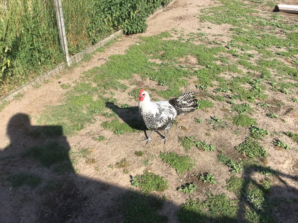 Mooie jonge Zilverbrakel haan, Mâle, Poule ou poulet