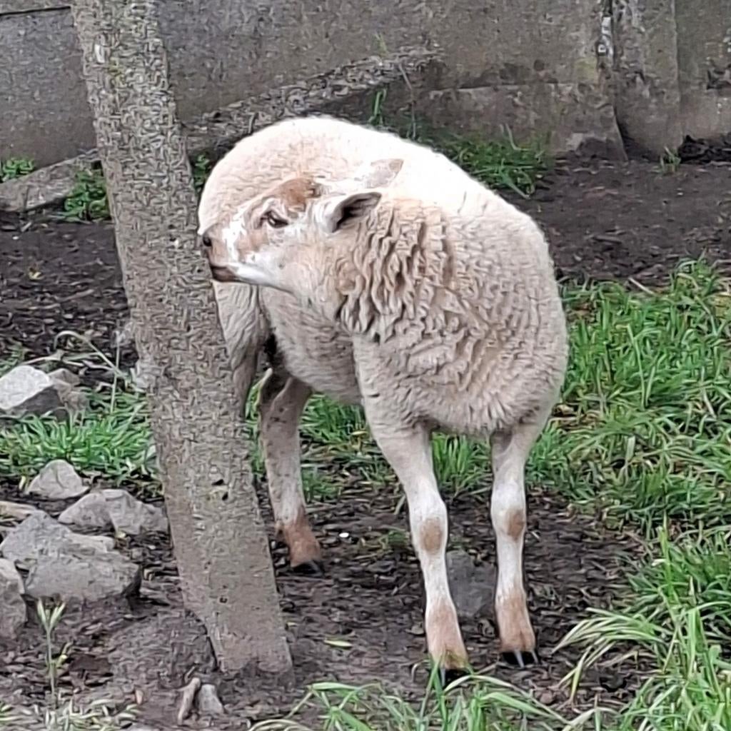 Voskop ooi met ramlam.