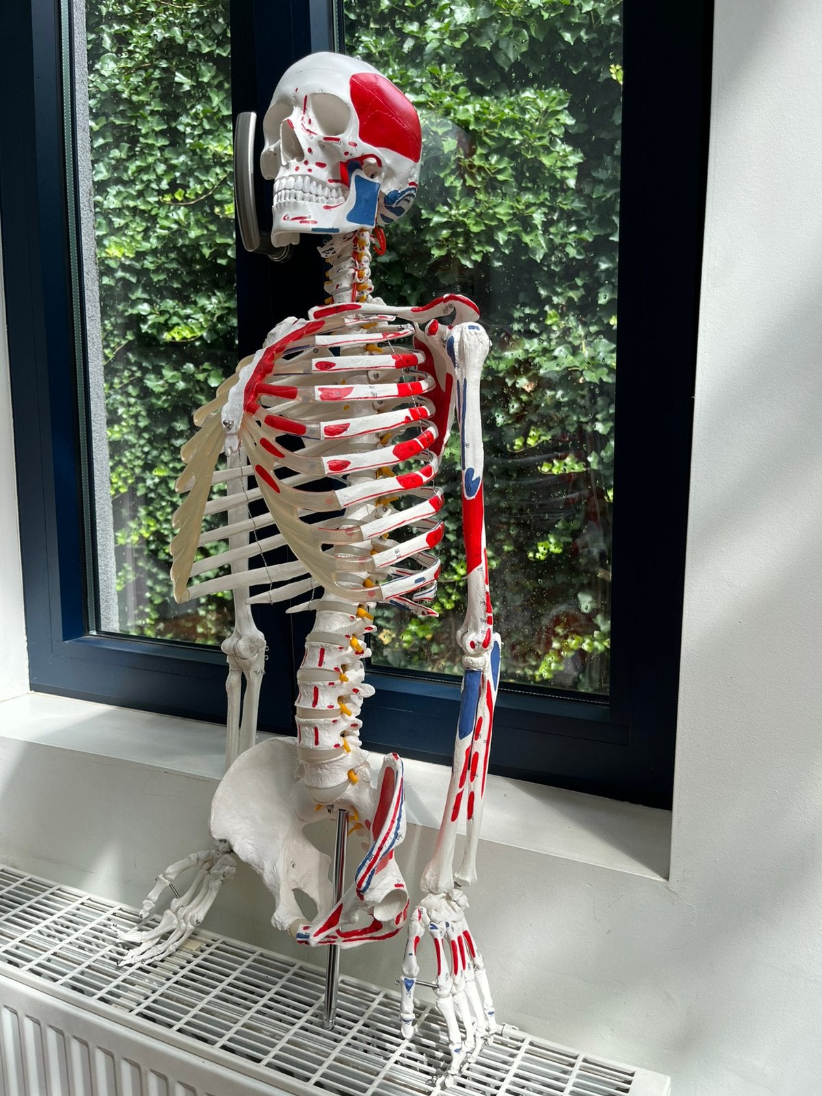 Anatomisch skelet met spierinserties + boekje + poster, Ophalen, Zo goed als nieuw