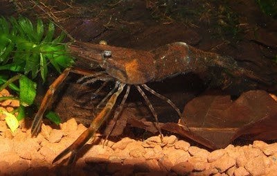 roodschaargarnalen, Homard, Crabe ou Crevette, Poisson d'eau douce