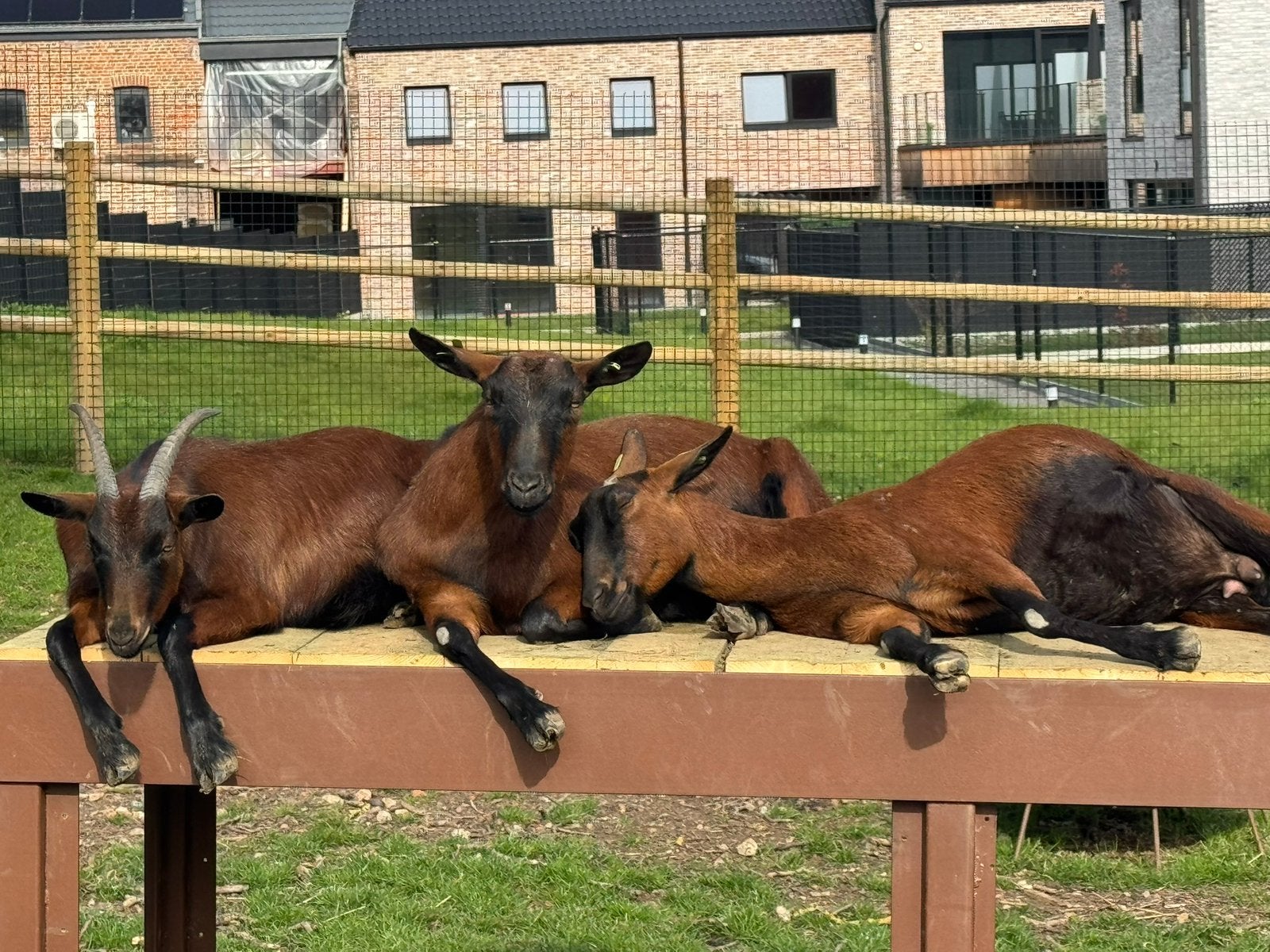 Herten geiten, Dieren en Toebehoren