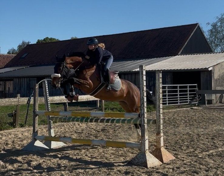 Sky van de Noordwandeling, Animaux & Accessoires, Chevaux, Jument, Cheval de saut, Avec pedigree, 7 à 10 ans