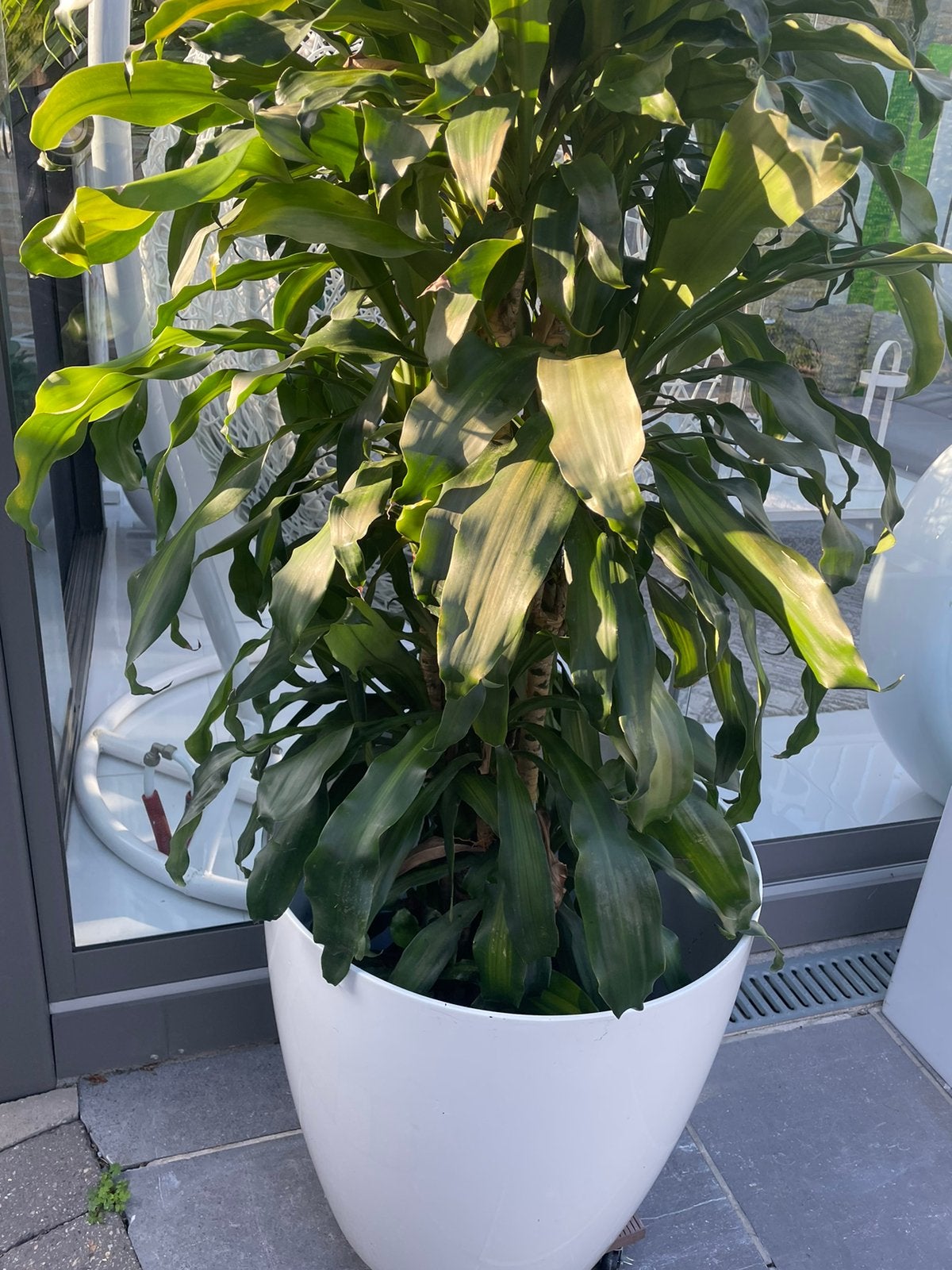 Plant met bloembak, Tuin en Terras, Planten | Tuinplanten, Ophalen