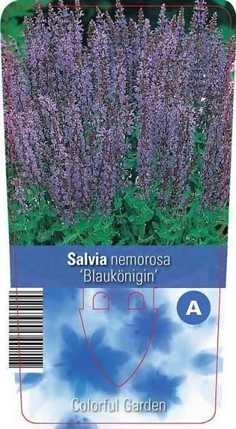 Salvia nemorosa Blaukonigin.Promo van de kwekerij!, Volle zon, Vaste plant, Zomer, Ophalen