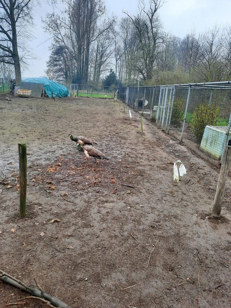 Pauwhennen, Dieren en Toebehoren, Pluimvee