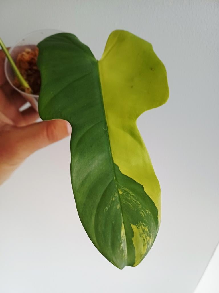 Philodendron Bipennifolium variegata (aureum), Huis en Inrichting, Kamerplanten, Overige soorten, In pot, Minder dan 100 cm, Groene kamerplant