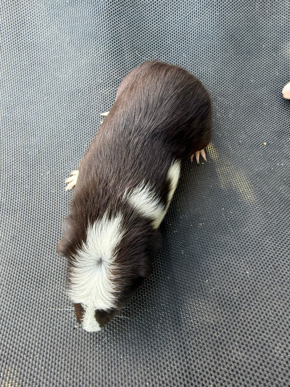 Cuy cavia beer en zeugje, Dieren en Toebehoren, Augustus, Meerdere dieren, Cavia